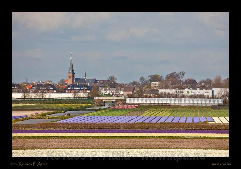 Keukenhof Hollandia 066.jpg